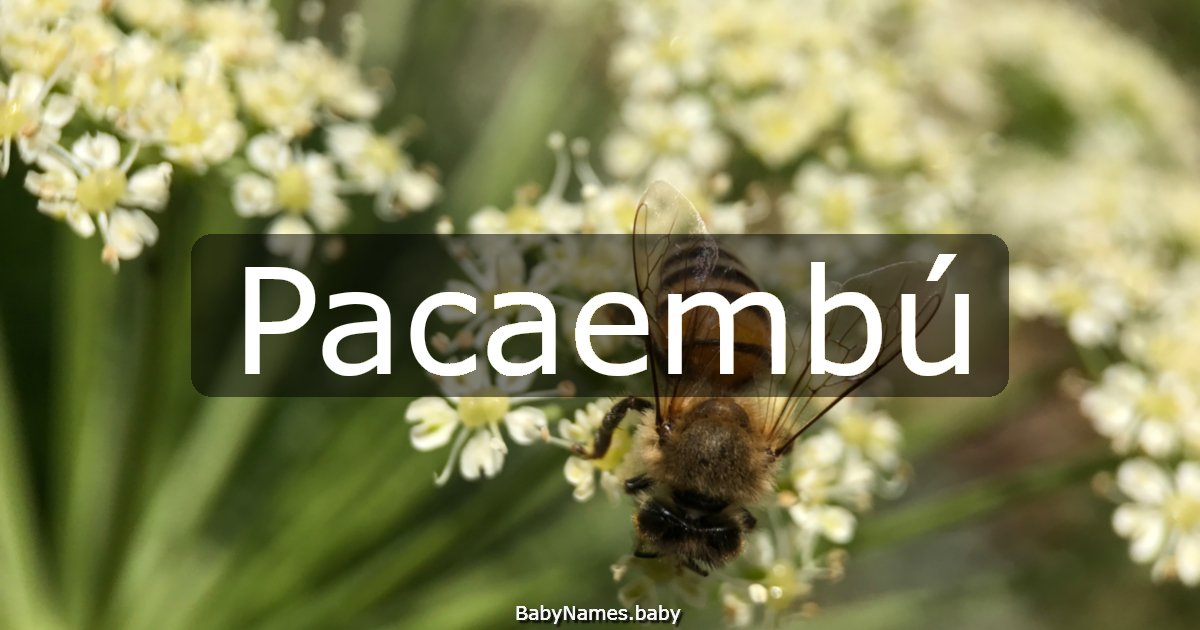 Pacaembú