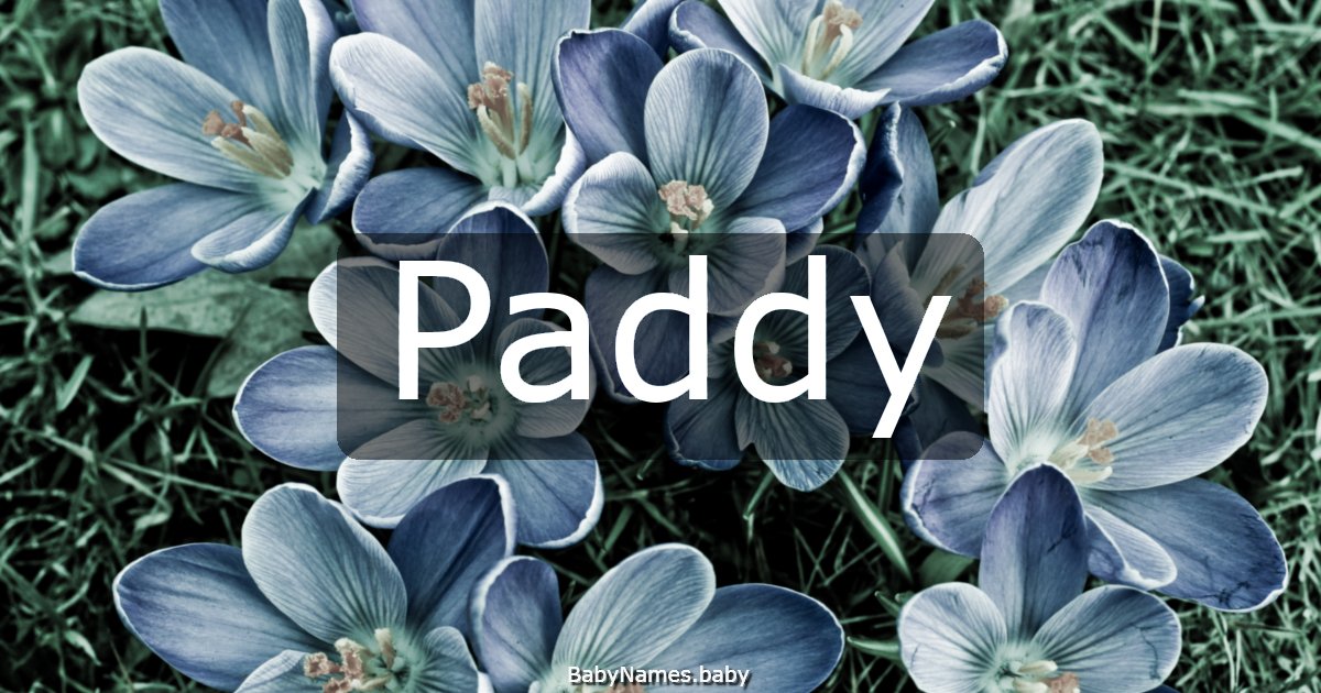 Paddy