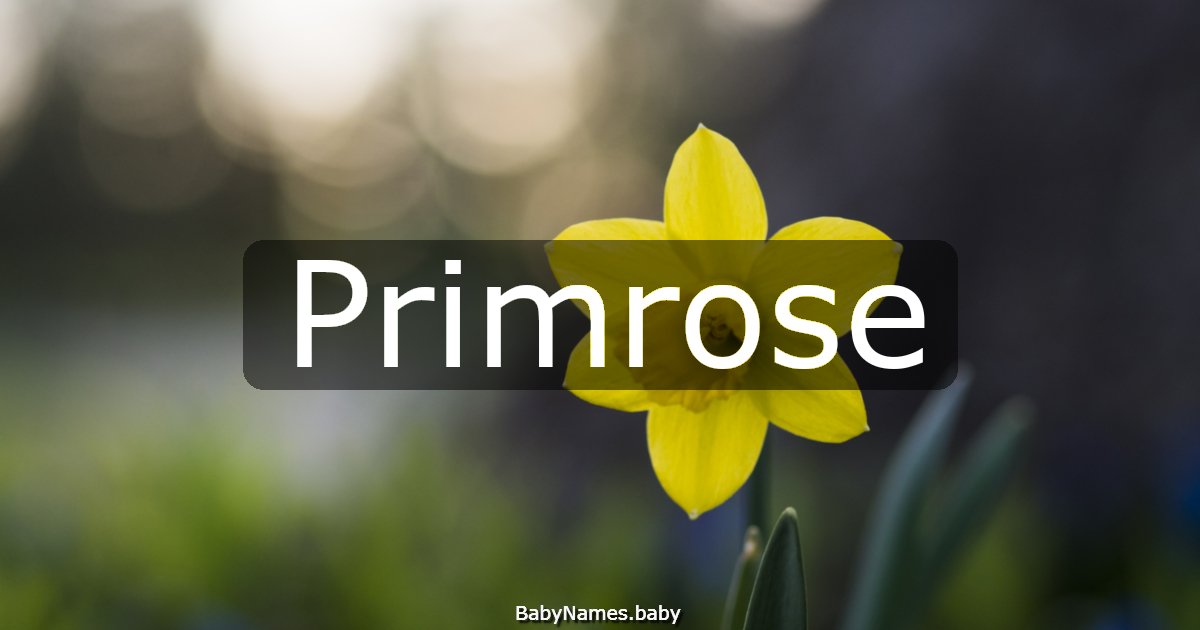 Primrose
