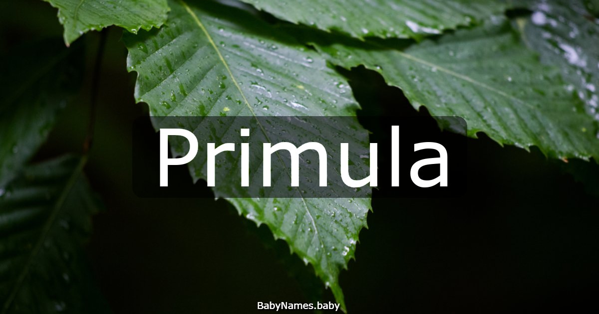 Primula