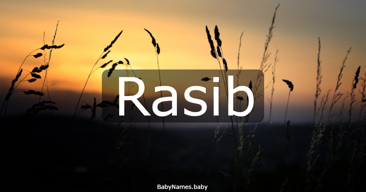 Rasib