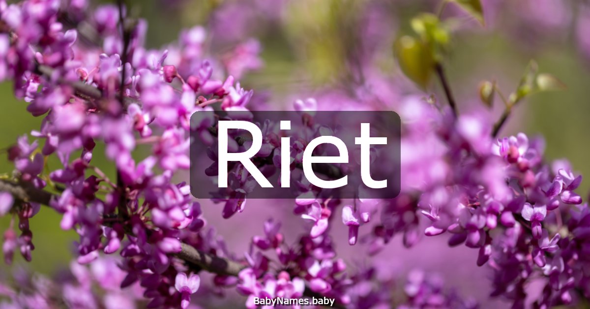 Riet