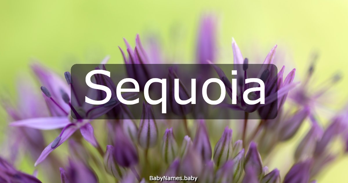 Sequoia
