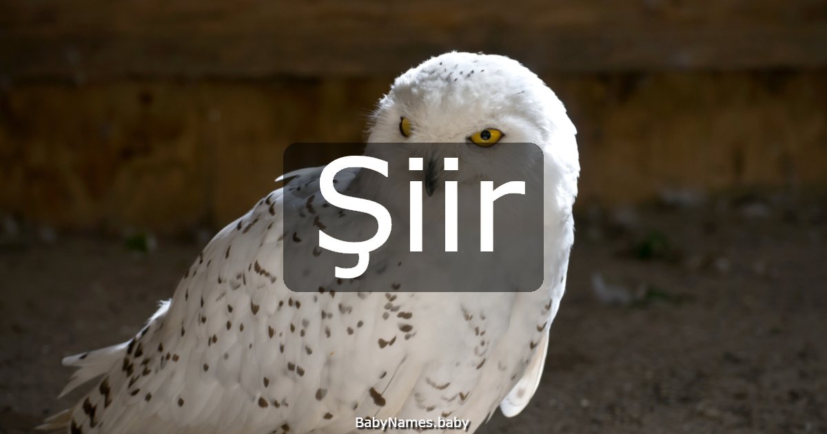 Şiir