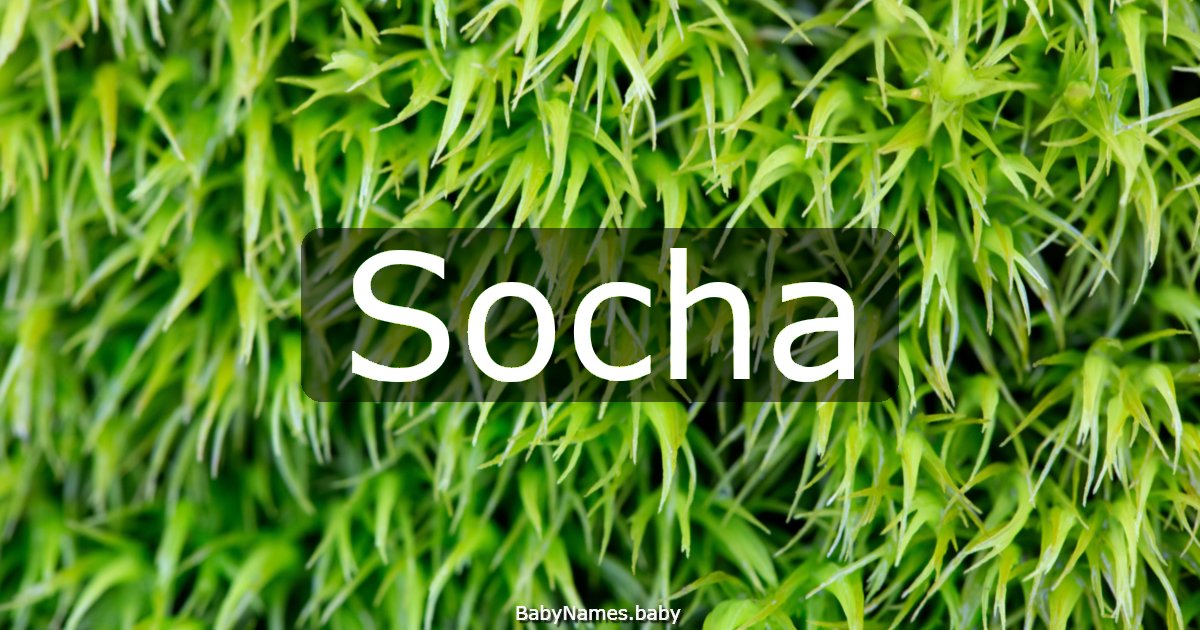 Socha