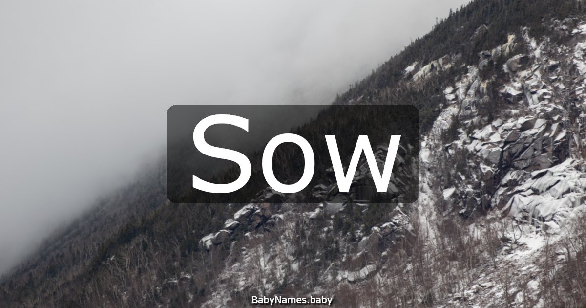 Sow