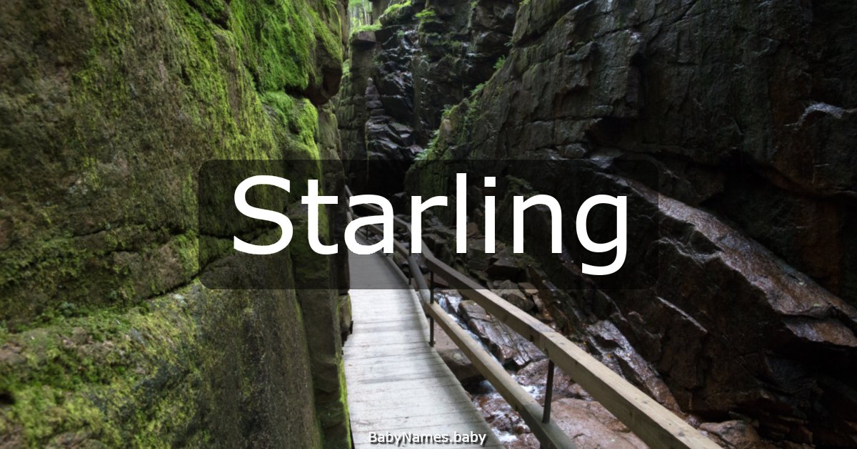 Starling