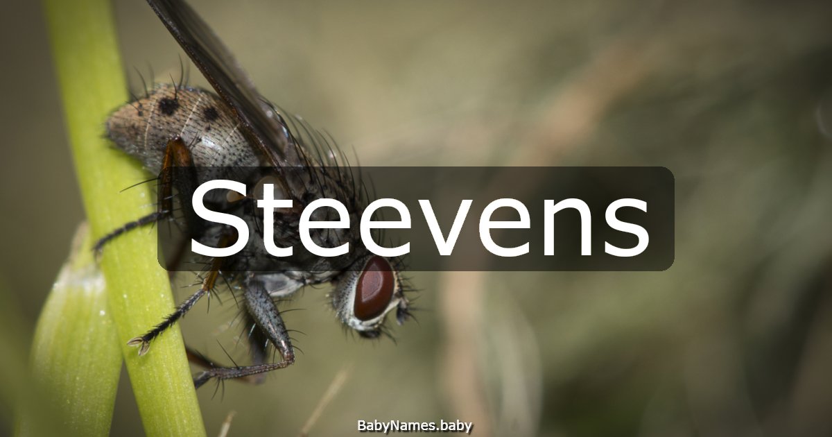 Steevens
