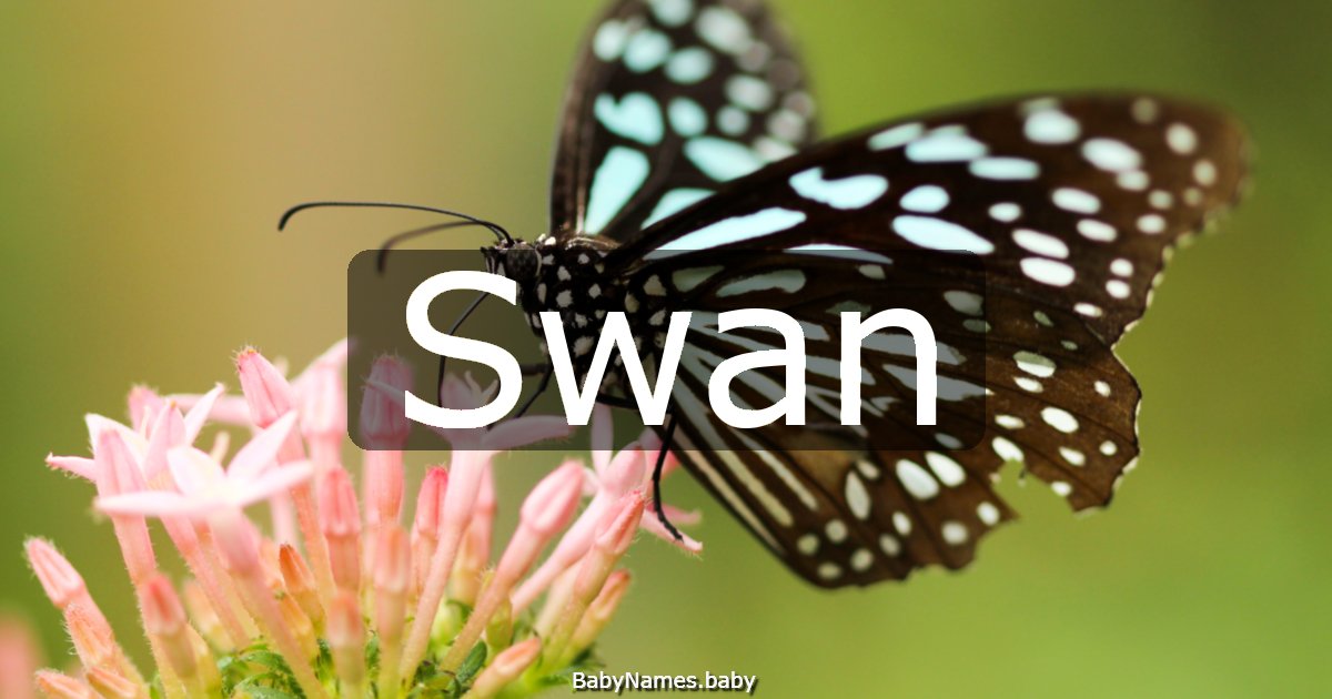 Swan