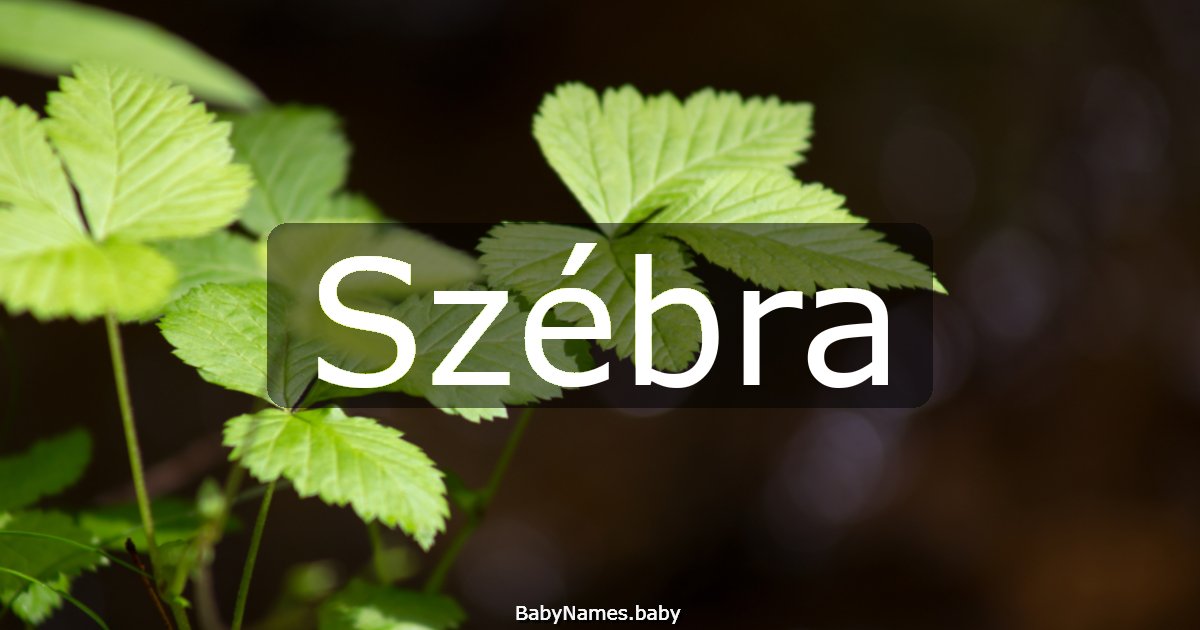 Szébra