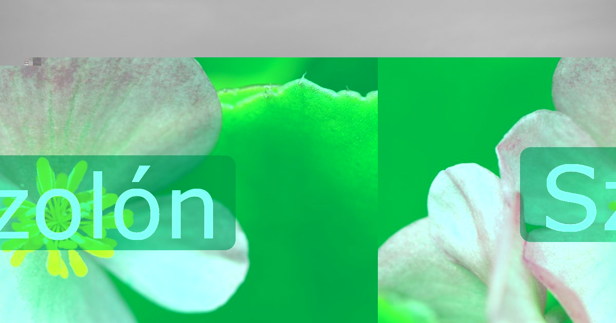 Szolón