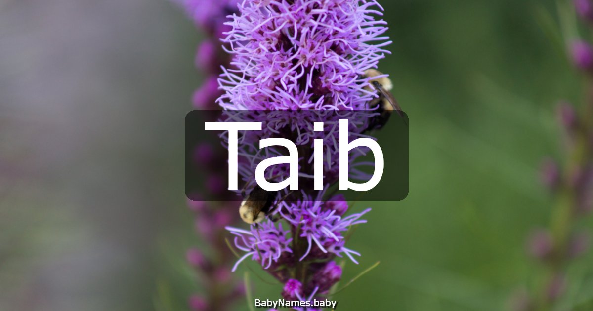 Taib