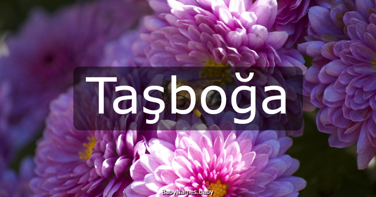 Taşboğa