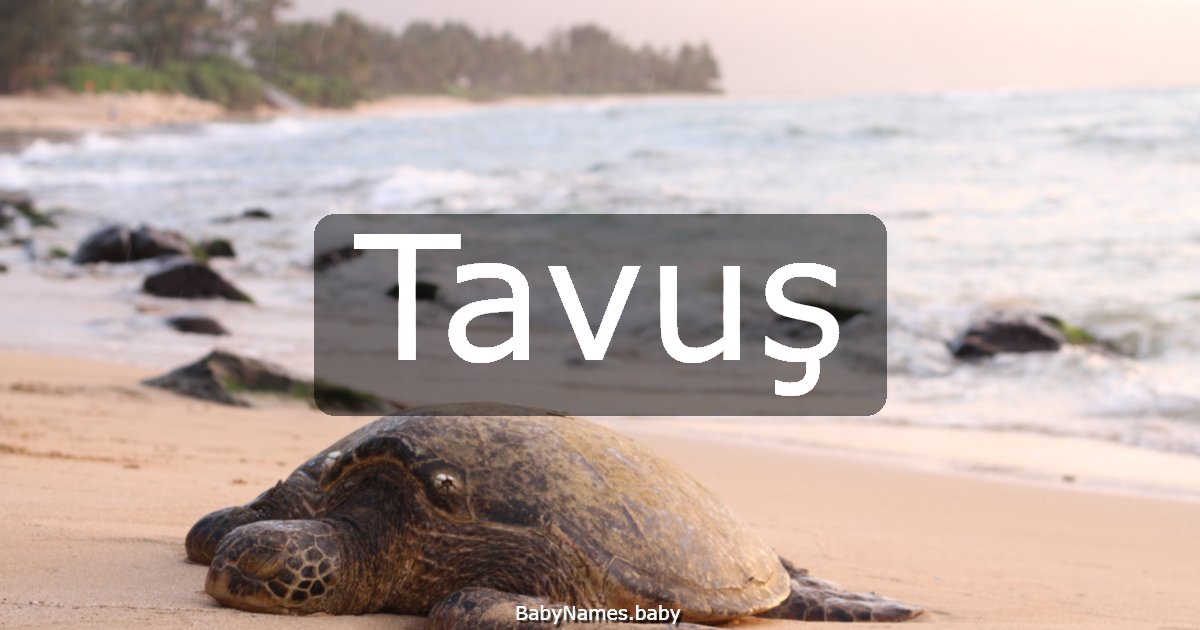 Tavuş