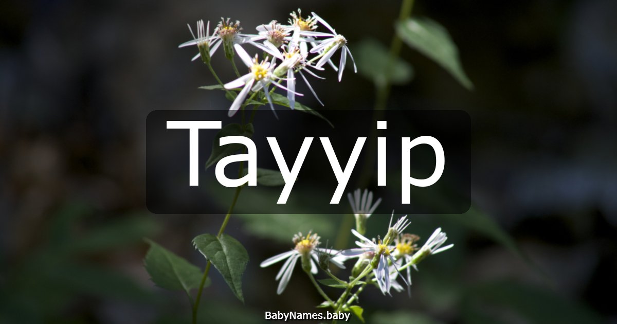 Tayyip