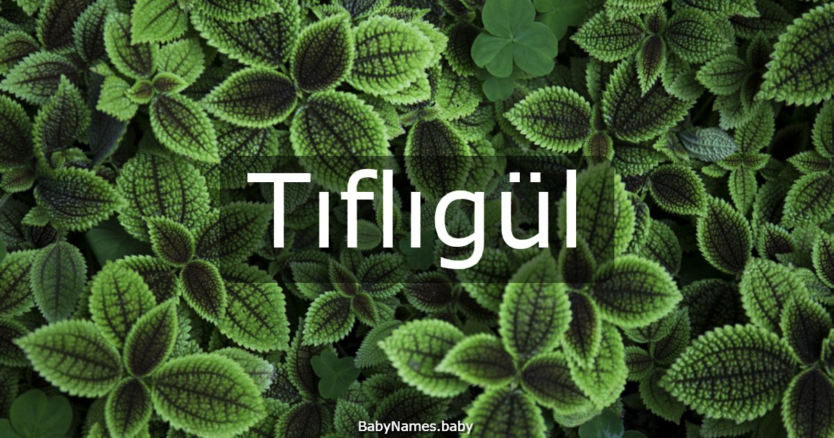 Tıflıgül