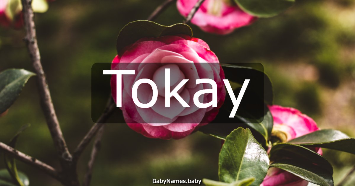 Tokay