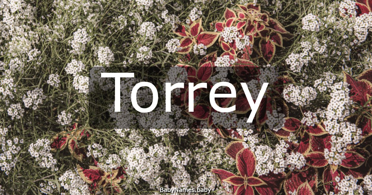 Torrey