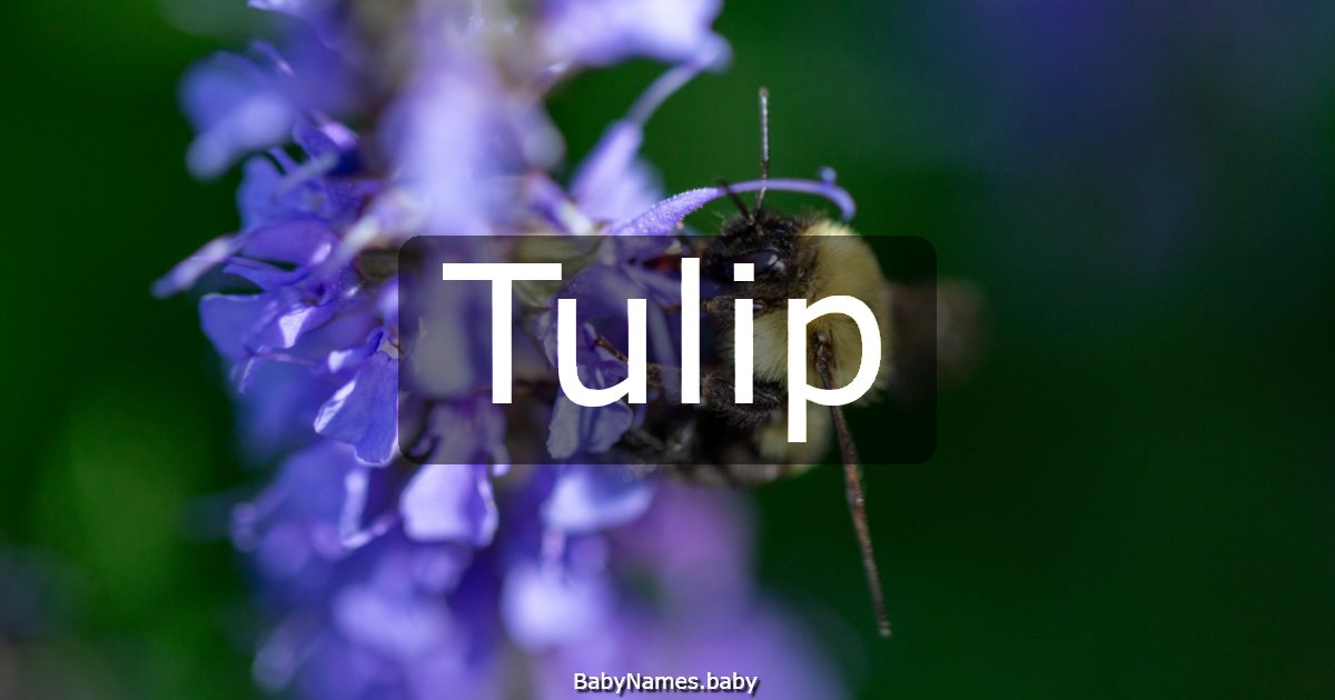 Tulip