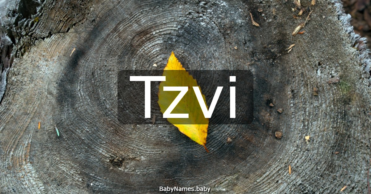 Tzvi