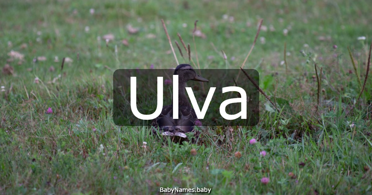 Ulva