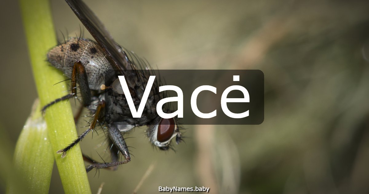 Vacė