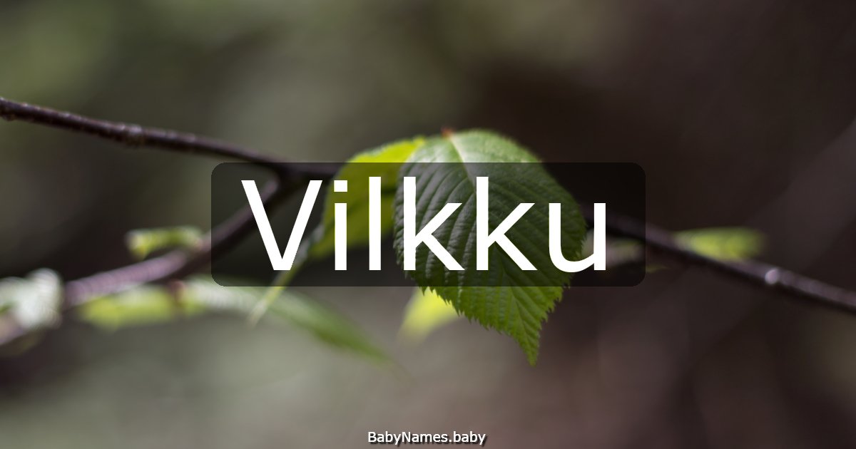 Vilkku