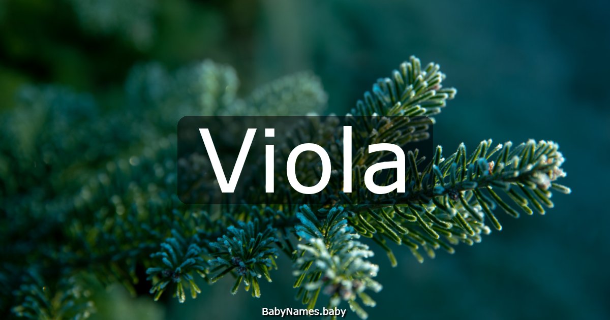 Viola