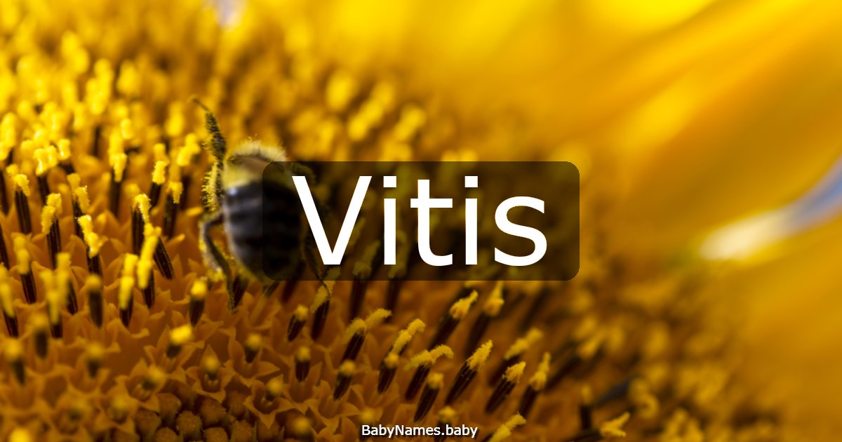 Vitis