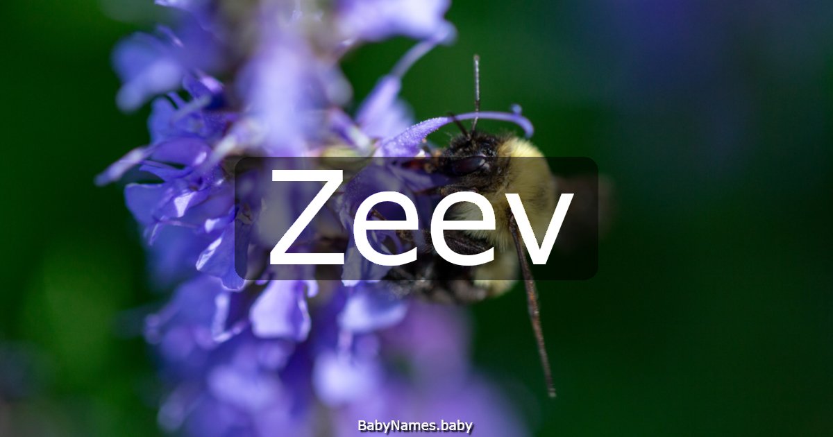 Zeev