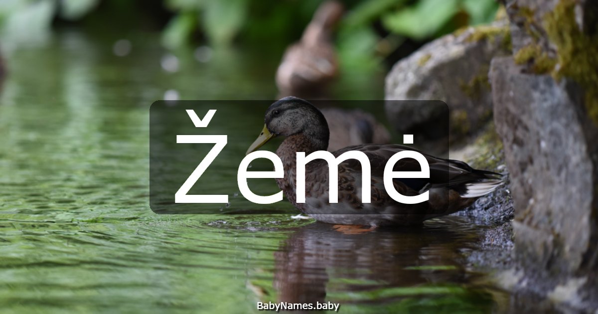 Žemė