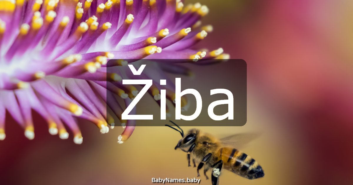 Žiba