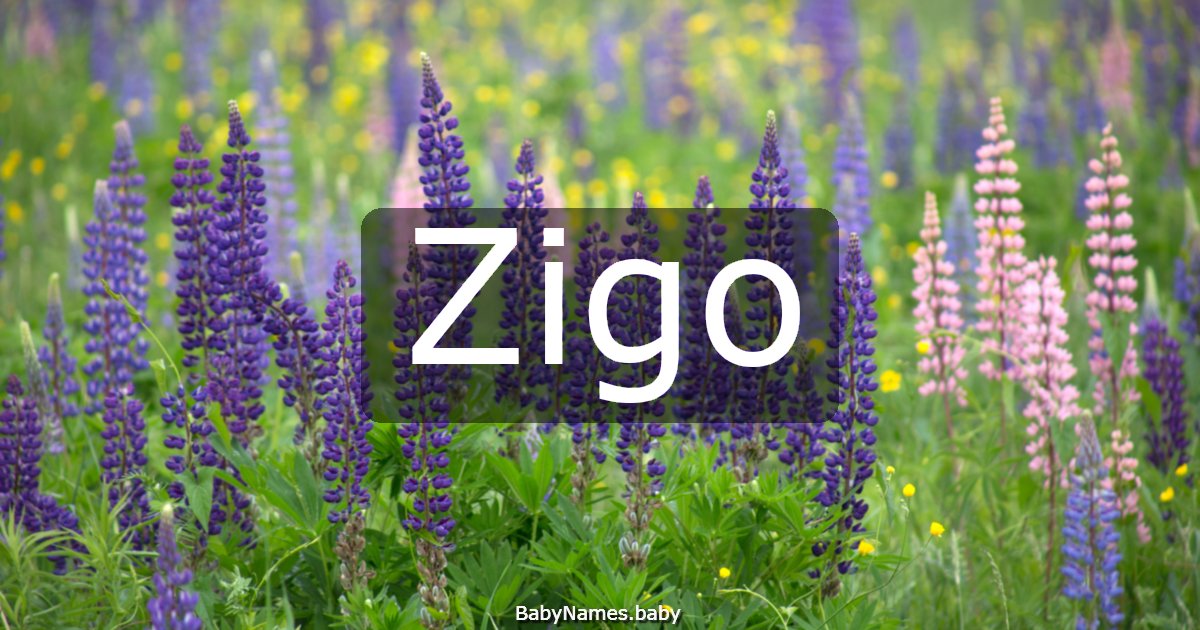 Zigo
