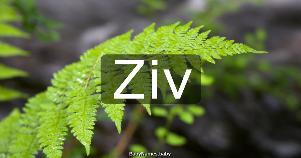 Ziv