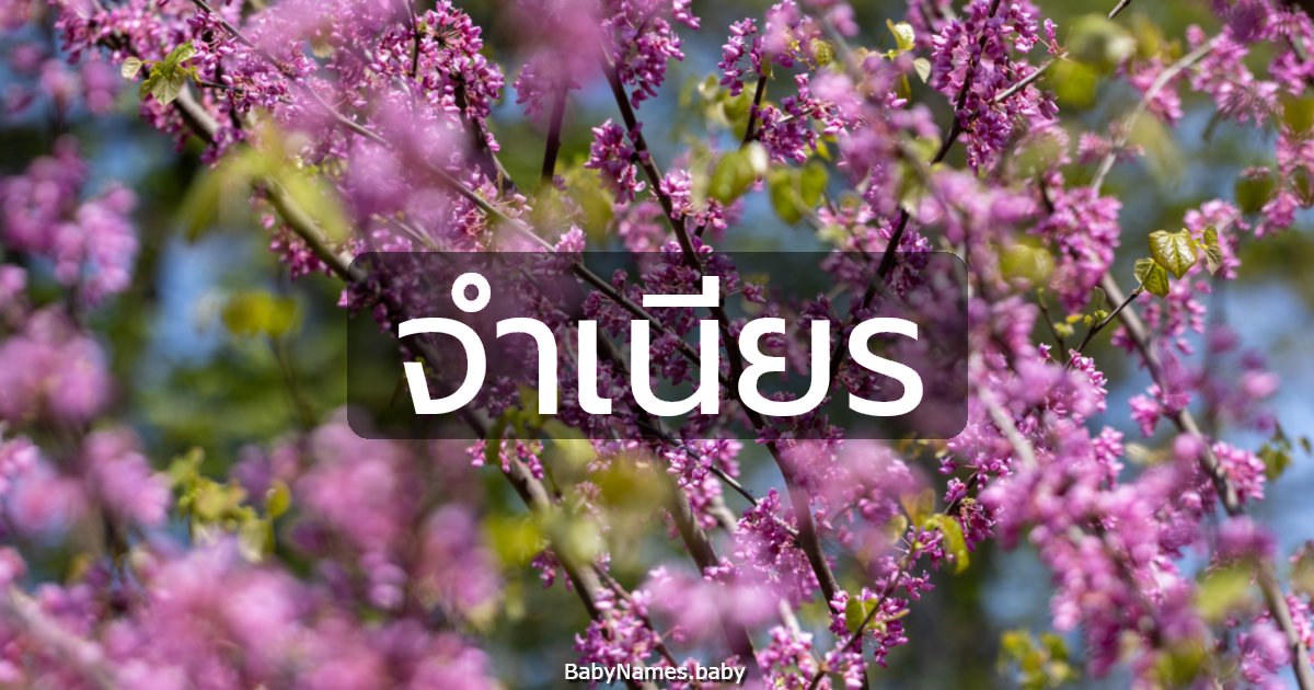 จำเนียร