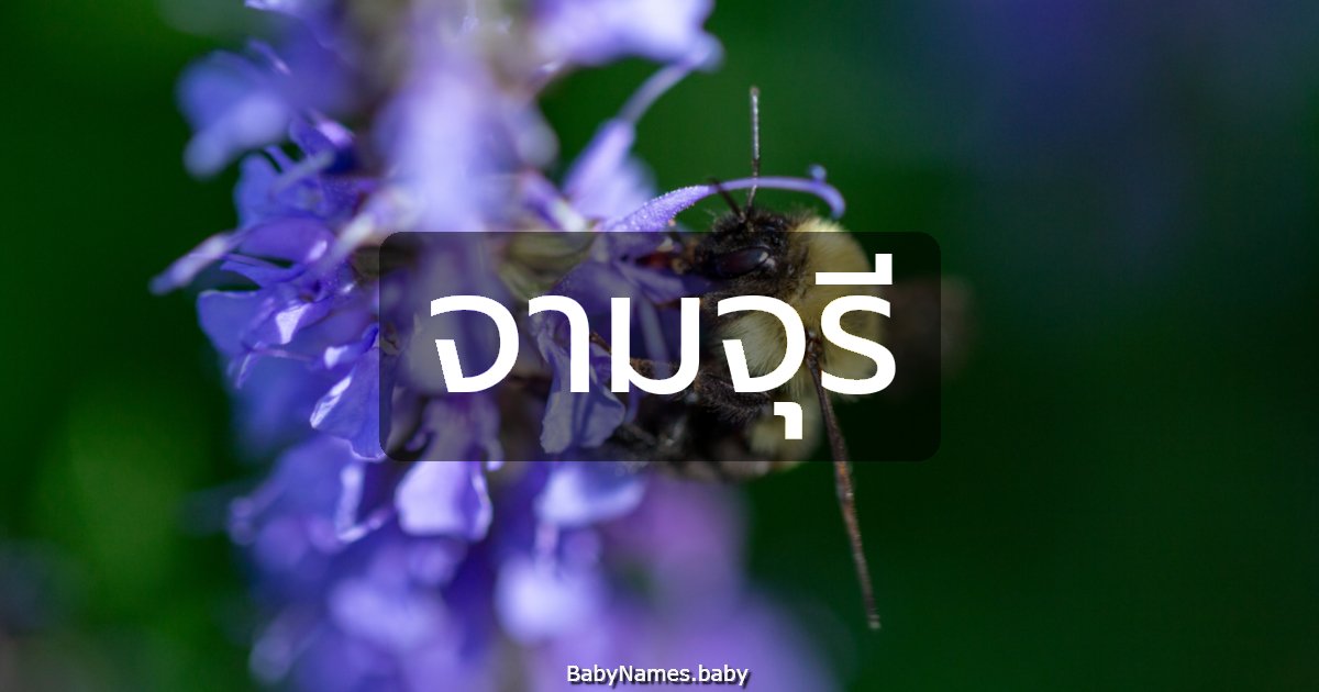 จามจุรี