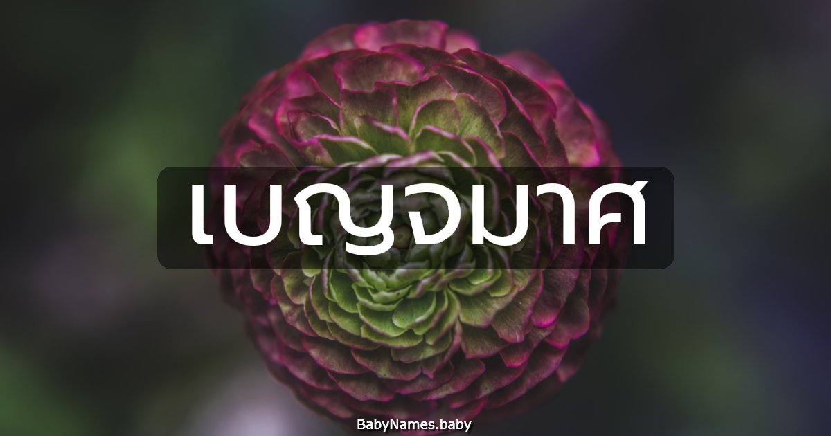 เบญจมาศ