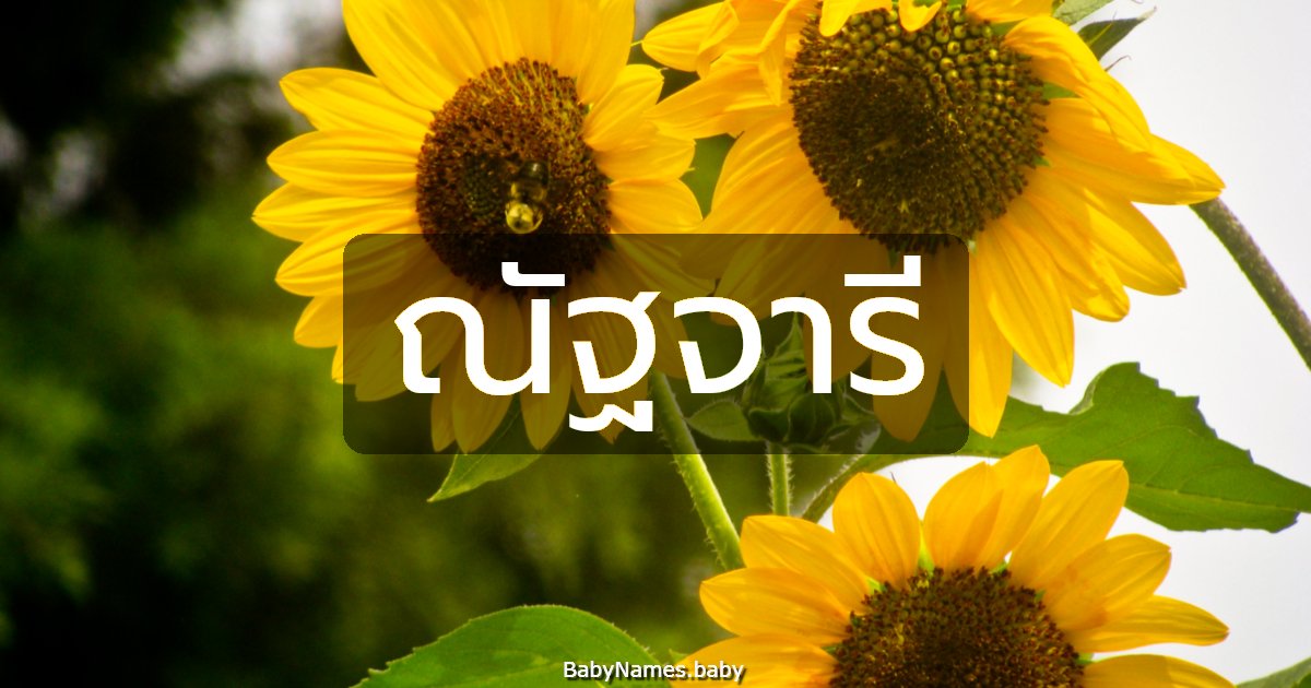 ณัฐจารี