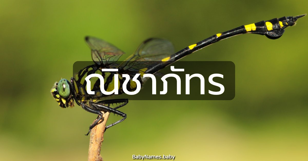 ณิชาภัทร
