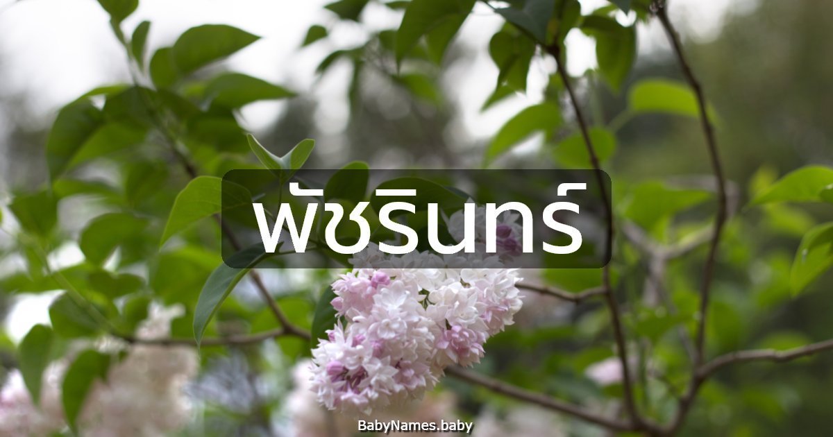 พัชรินทร์