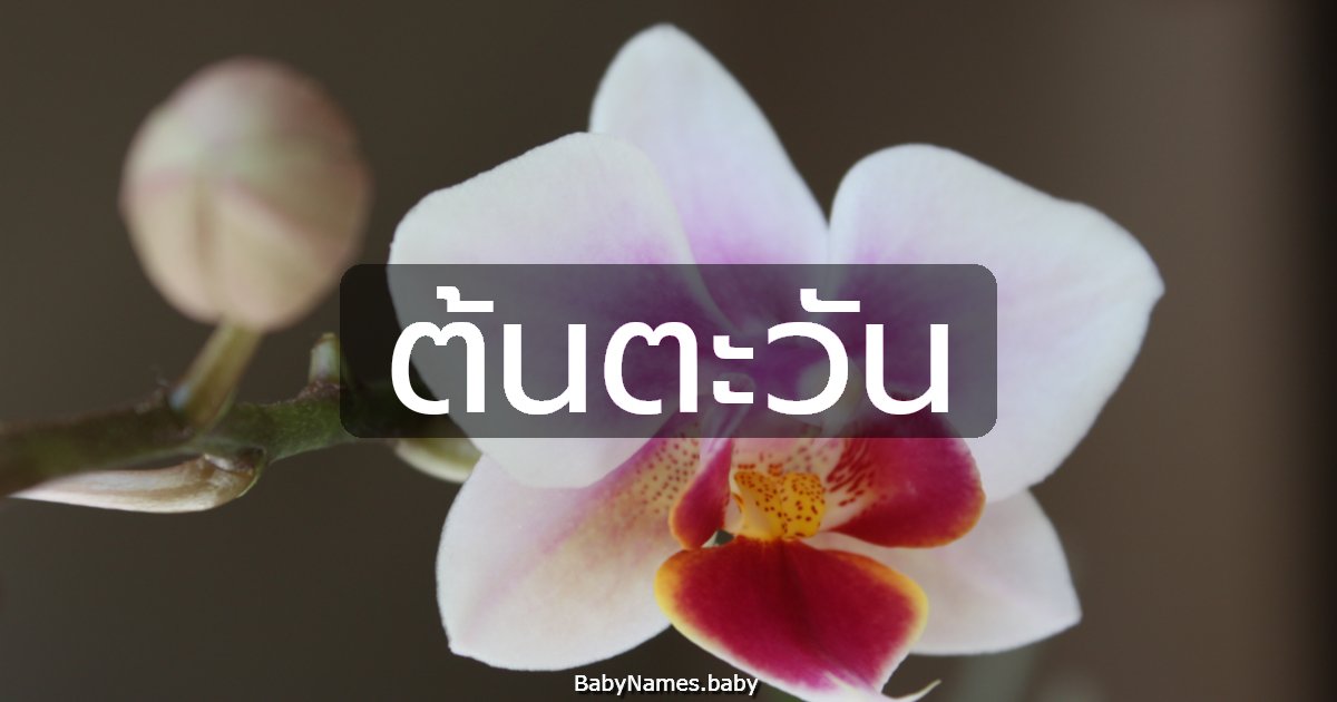 ต้นตะวัน