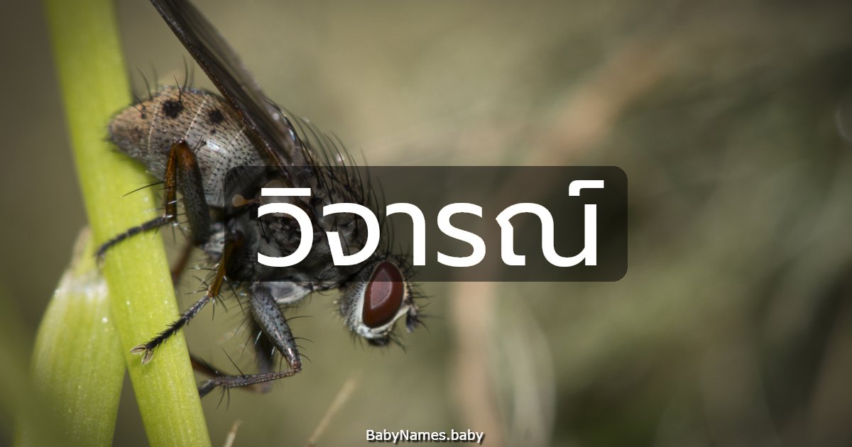 วิจารณ์