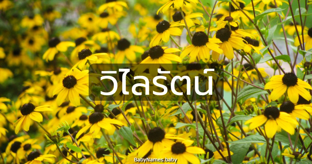 วิไลรัตน์